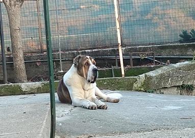 Cucciolo Asia Centrale