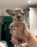 cuccioli-bulldog-francesi-merle-maschi-e-femmine
