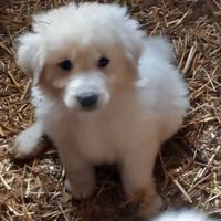 Cuccioli di pastore maremmano abruzzese