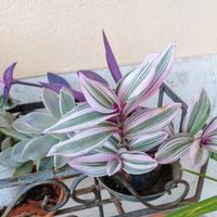 pianta di tradescantia variegata 