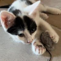 Micetto a pois da adottare