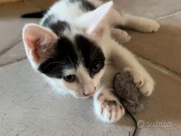 Micetto a pois da adottare