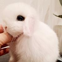 Mini coniglio di 2 mesi bianco occhi blu