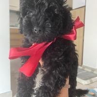 Barboncino maschio black toy