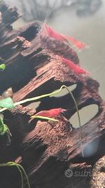 Gamberetti Neocaridine Davidi RED FIRE/RED CHERRY