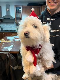 Maltese