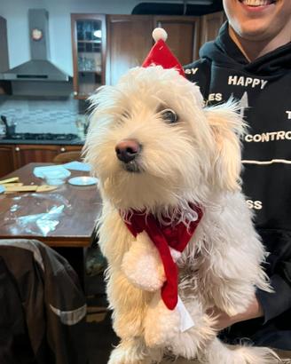 Maltese