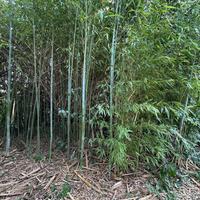 Bambu pianta