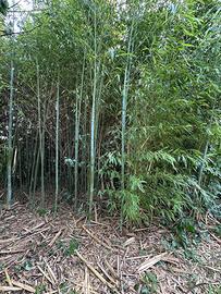 Bambu pianta