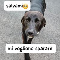 Perla simil labrador le vogliono sparare