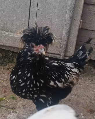 Gallo padovana argento