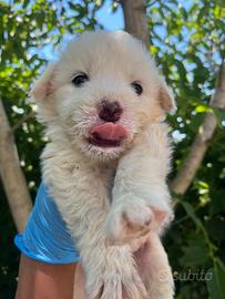 Sei cuccioli simil Maremmano taglia medio grande