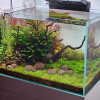acquario REGAL-O (potature di Rotala Red e Green) 