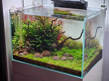 acquario REGAL-O (potature di Rotala Red e Green) 