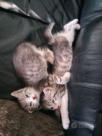Gattine