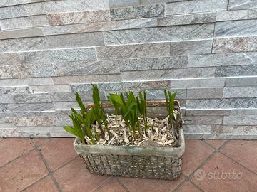 Cesto con mughetti