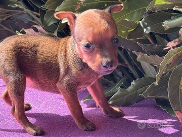 Pinscher