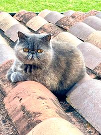Exotic Shorthair