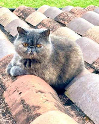 Exotic Shorthair