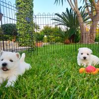 West highland white terrier