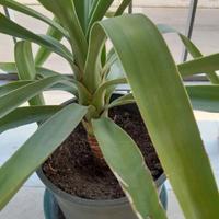 piante