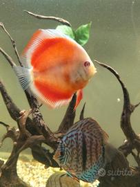 discus albino