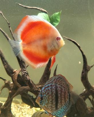 discus albino