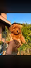 cuccioli-barboncini-nano-toy-mini-toy-disponbili