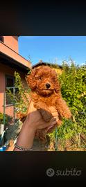 Cuccioli barboncini nano toy mini toy disponbili