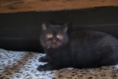 Disponibile gattina cucciola