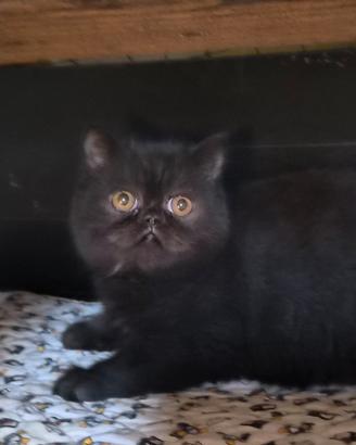 Disponibile gattina cucciola