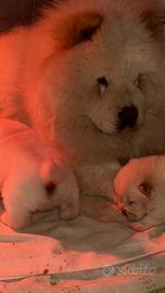 Orsacchiotti in crescita