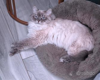 gatta siberiana sterilizzata