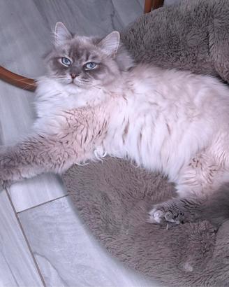 gatta siberiana sterilizzata