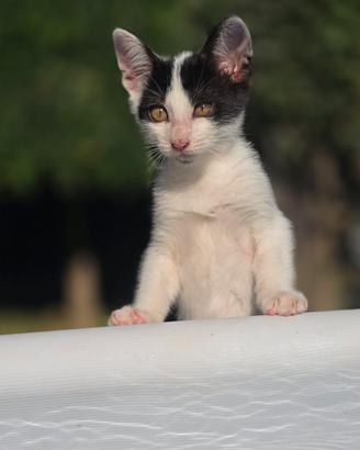 gattino quasi 3 mesi