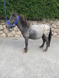 Splendido mini pony appaloosa