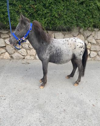 Splendido mini pony appaloosa