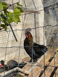 Galli e galline