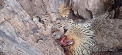 Galli/galline/pulcini Phoenix