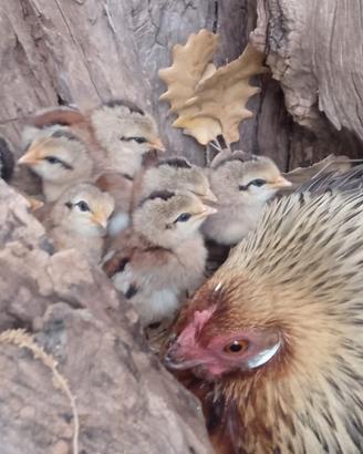 Galli/galline/pulcini Phoenix