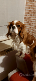 Cavalier king per monta