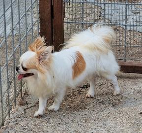 Chihuahua a pelo lungo