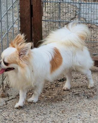 Chihuahua a pelo lungo