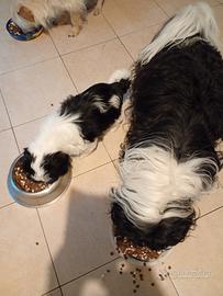 Cucciola di Maltese -Shitsu