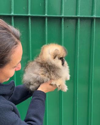 Cucciolo Pomerania pomeranja fulvo