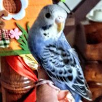 Pappagalli cocorite stupende