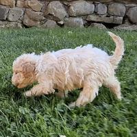 Dolcissimi cuccioli di Lagotto Romagnolo