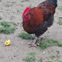 Giovani galli marans