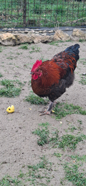 Giovani galli marans