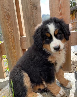 Cuccioli di Bovaro del Bernese